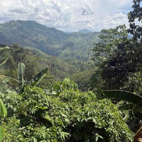 Stantec to lead Kingking project DFS